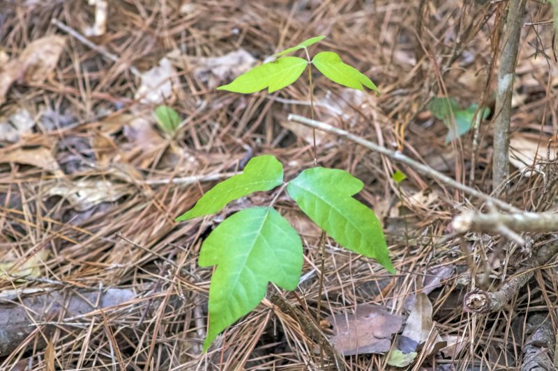 Poison Ivy Abatement Service