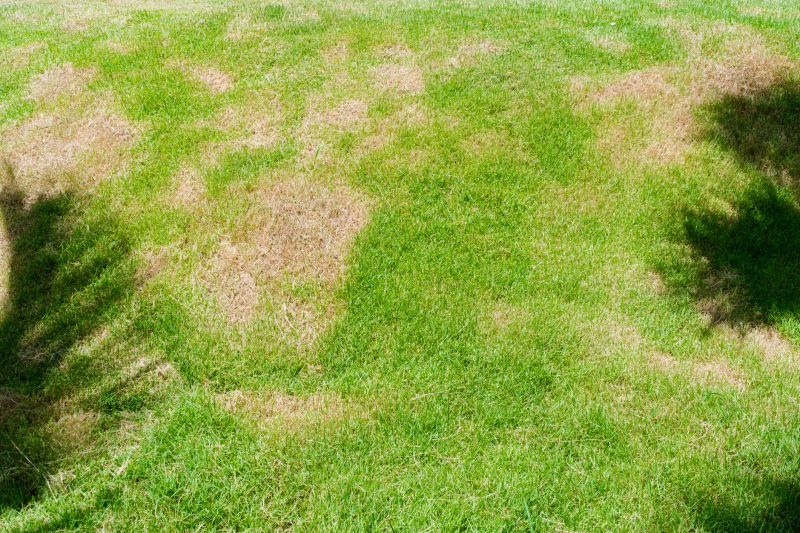Lawn Disease Treatment in Ventura County, CA