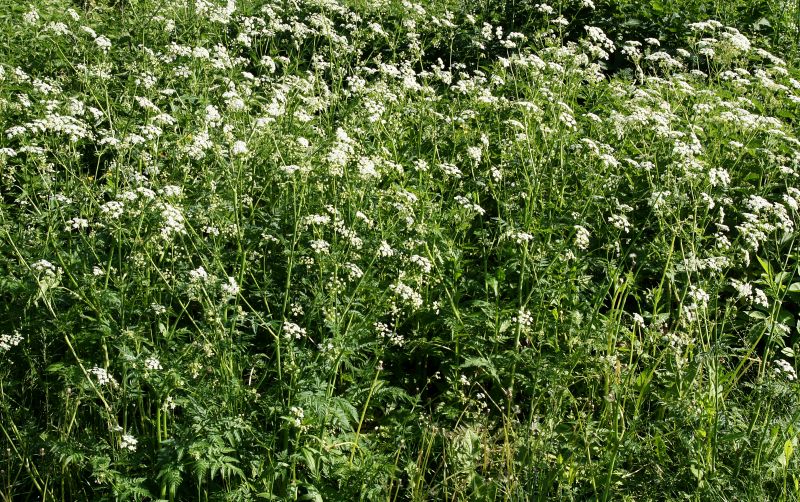 Berry-producing Poison Ivy