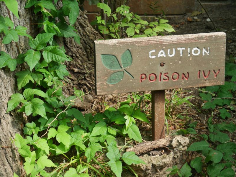 Poison Ivy Clearing Process
