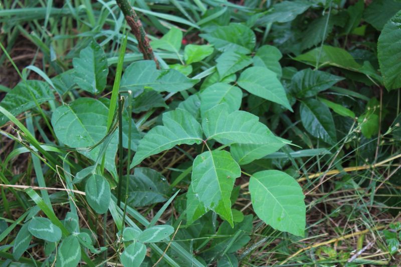 Poison Oak Removal in Doylestown, PA
