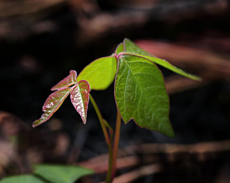Poison Oak Removal in Philadelphia, PA