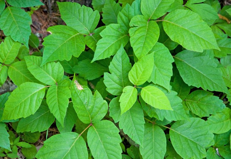 Poison Oak Removal in Wilmington, DE
