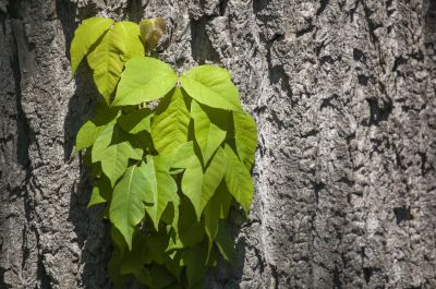 Poison Ivy Removal in Montgomery County, PA
